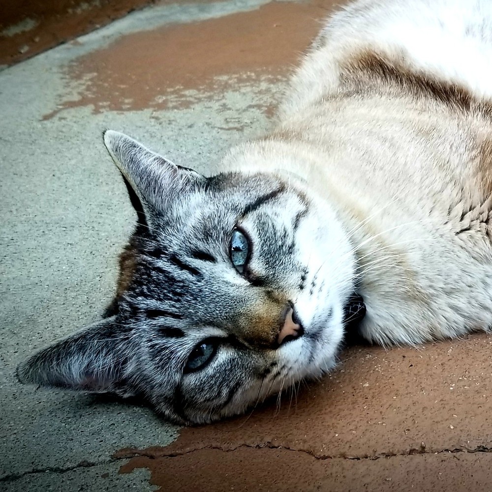 Meet your Posher, Kristine